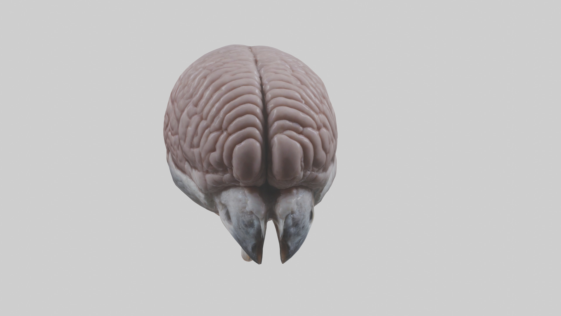 Falcon Brain Low-poly 3D model_20
