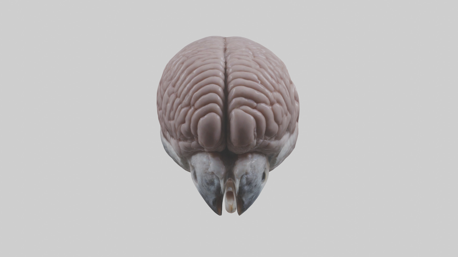 Falcon Brain Low-poly 3D model_10