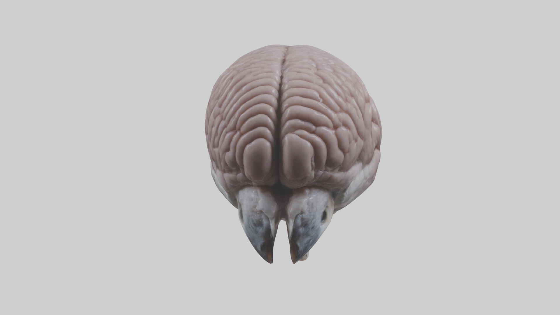 Falcon Brain Low-poly 3D model_12