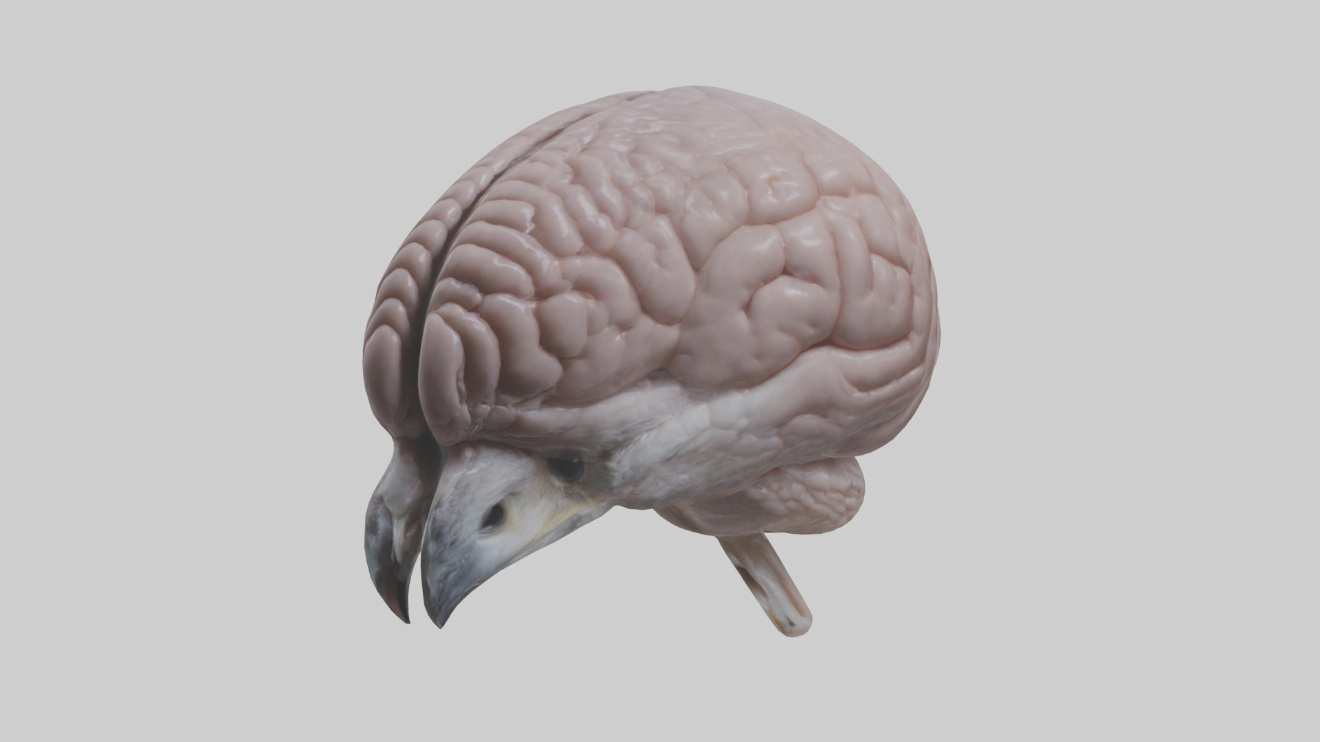 Falcon Brain Low-poly 3D model_11
