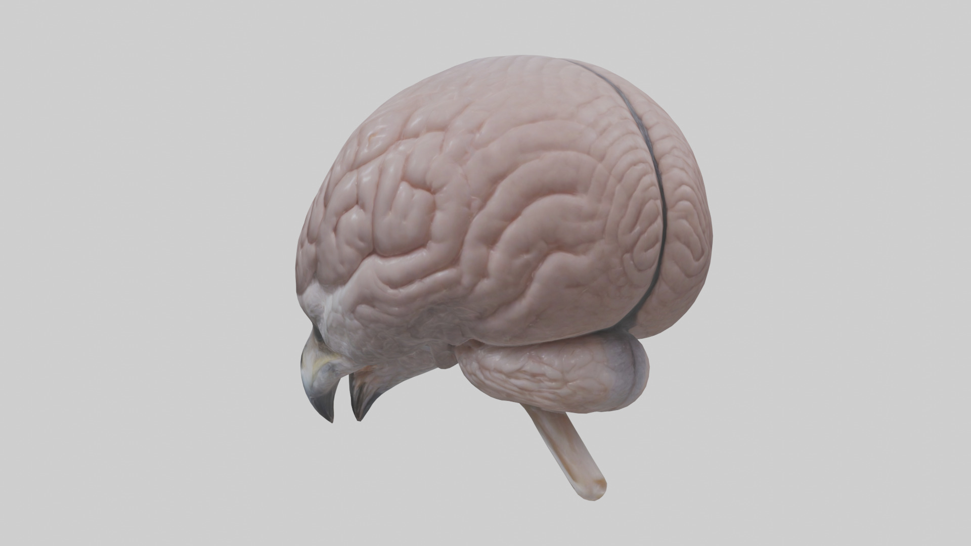 Falcon Brain Low-poly 3D model_2