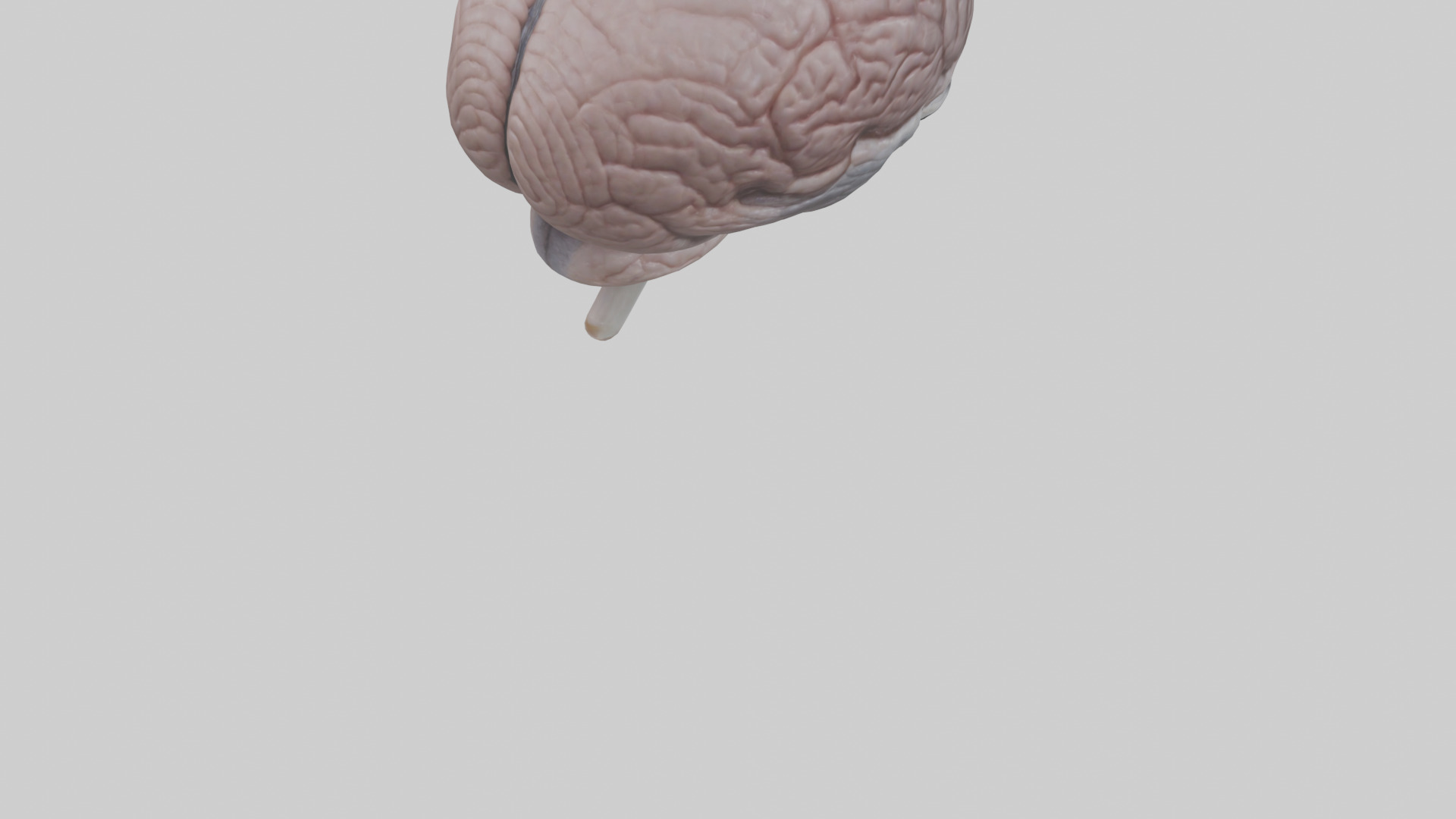 Falcon Brain Low-poly 3D model_5