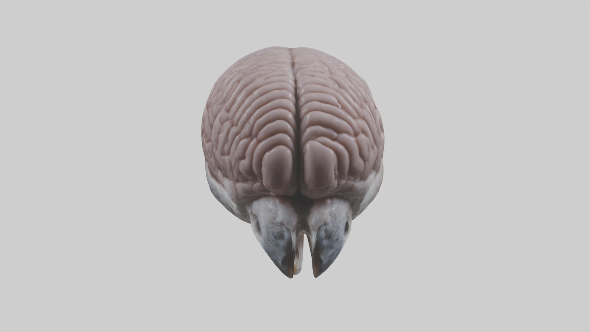 Falcon Brain Low-poly 3D model_19