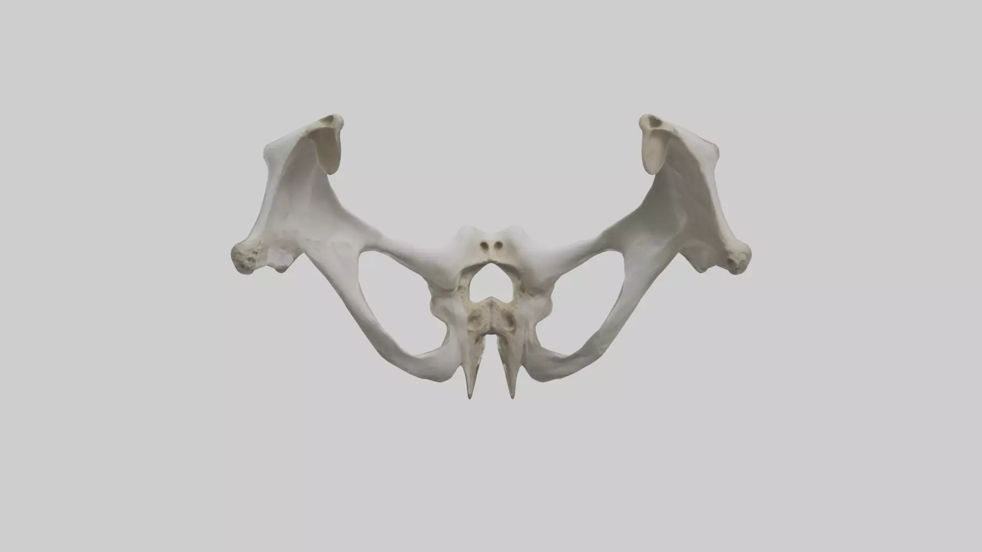 Falcon Pelvis Low-poly 3D model_0