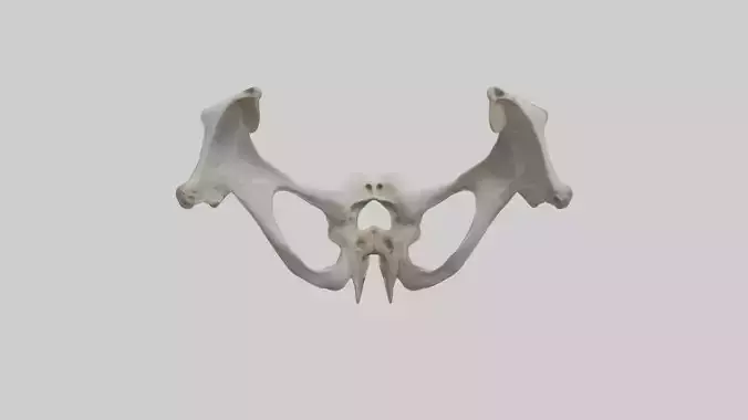 Falcon Pelvis