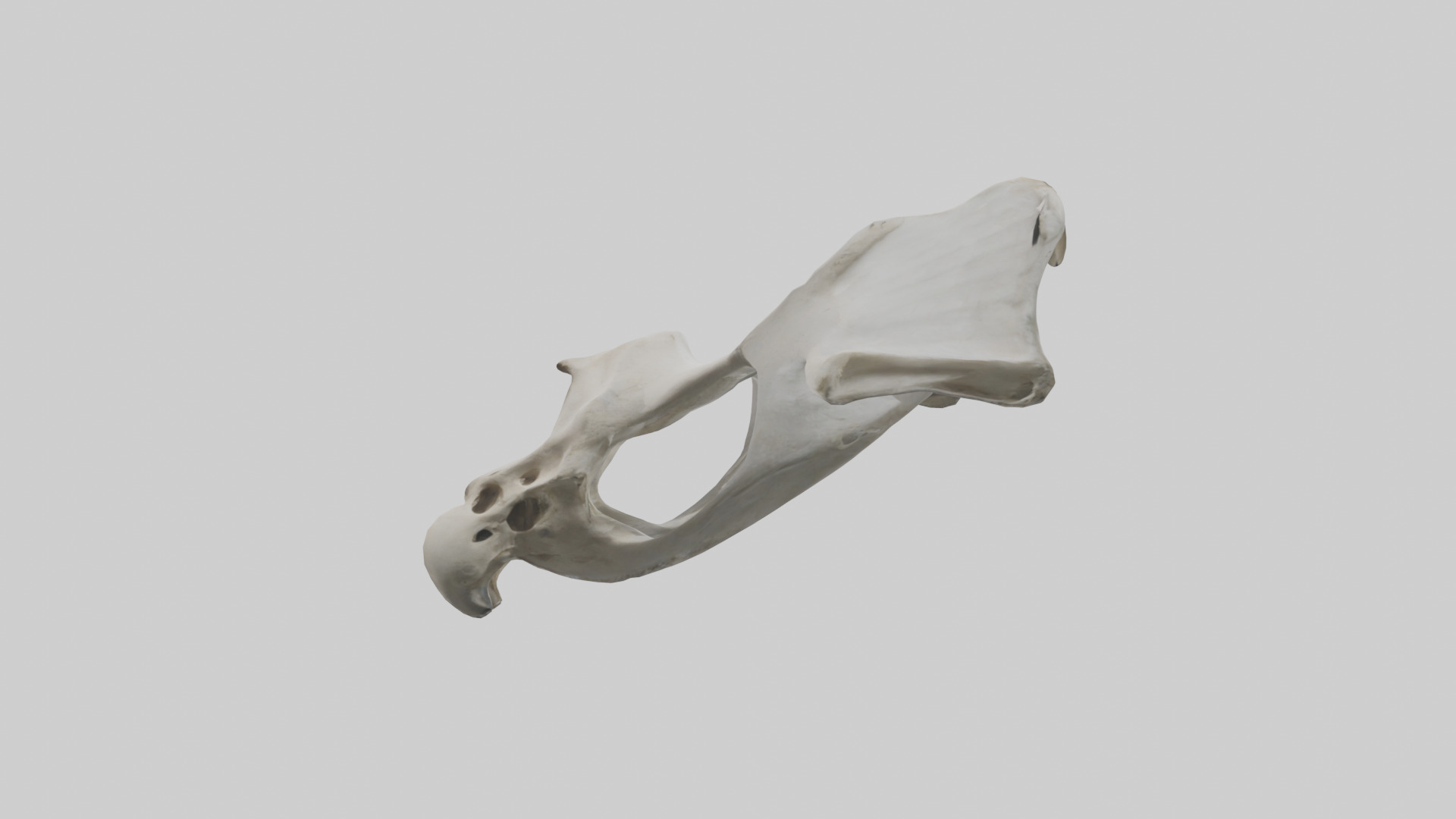 Falcon Pelvis Low-poly 3D model_22