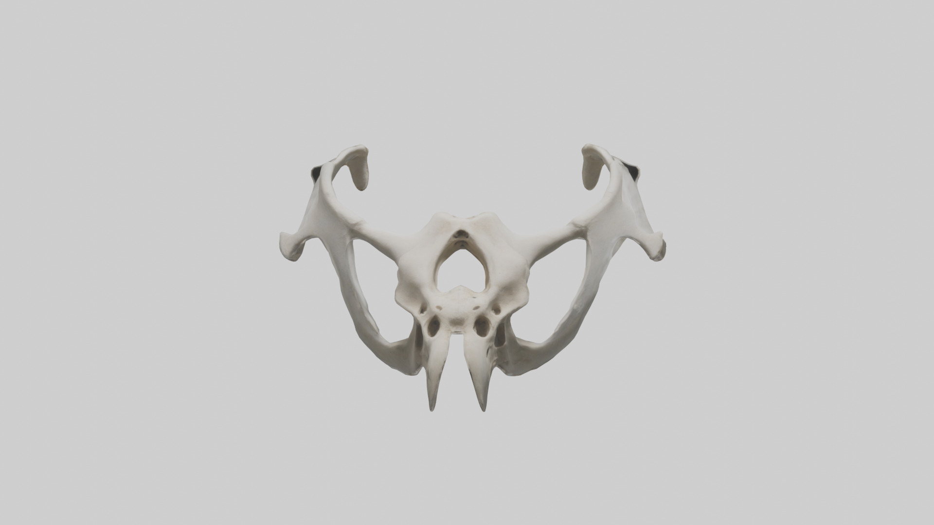 Falcon Pelvis Low-poly 3D model_14