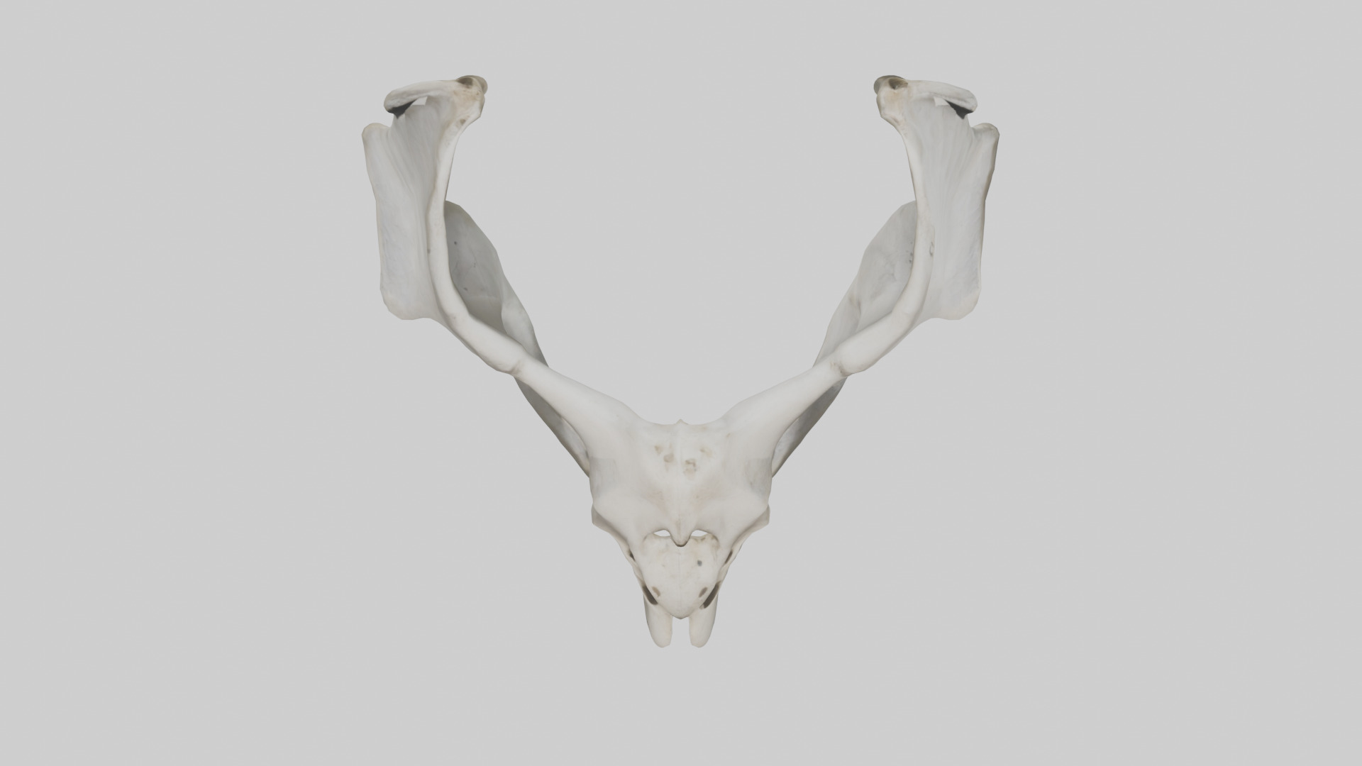Falcon Pelvis Low-poly 3D model_24