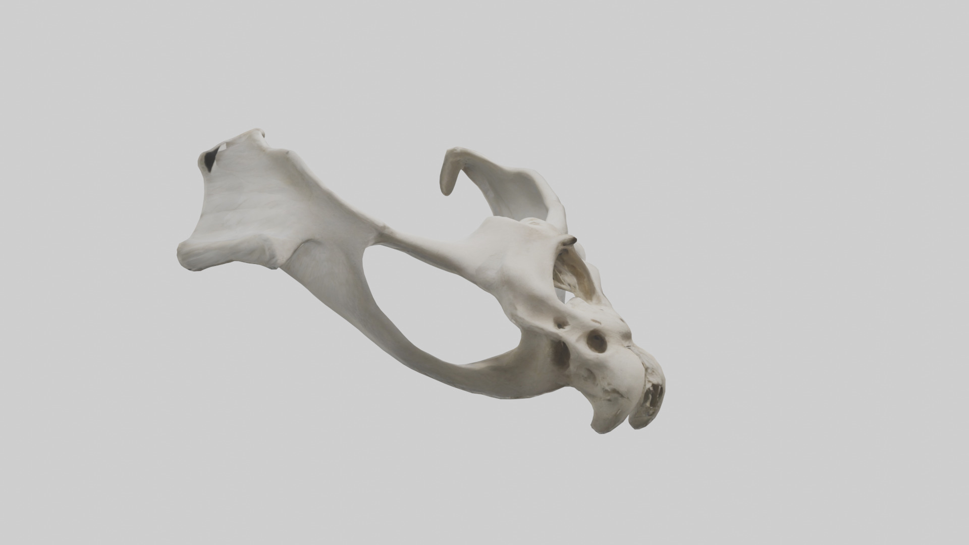 Falcon Pelvis Low-poly 3D model_16