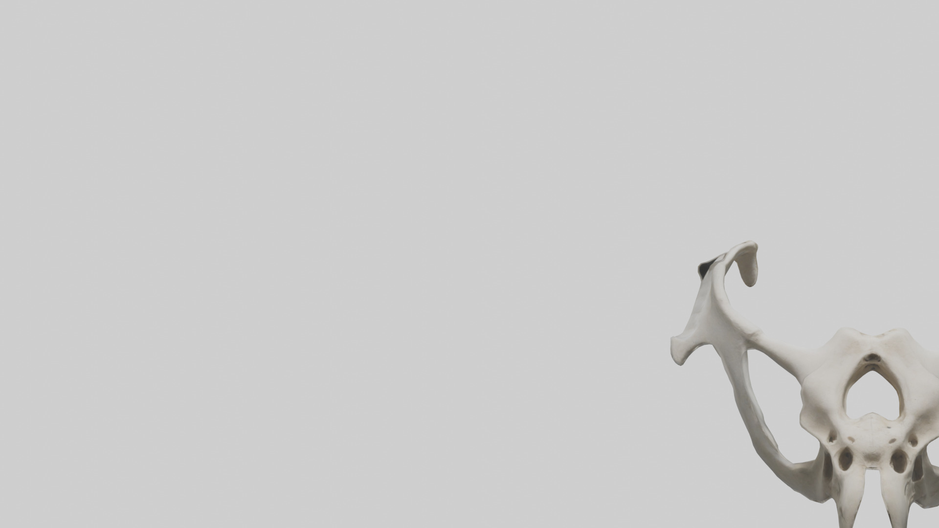 Falcon Pelvis Low-poly 3D model_21