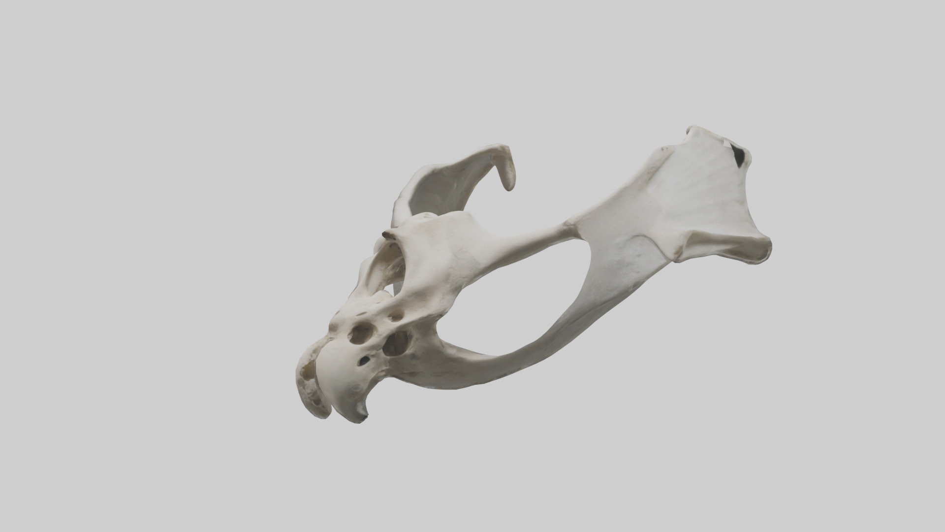 Falcon Pelvis Low-poly 3D model_8