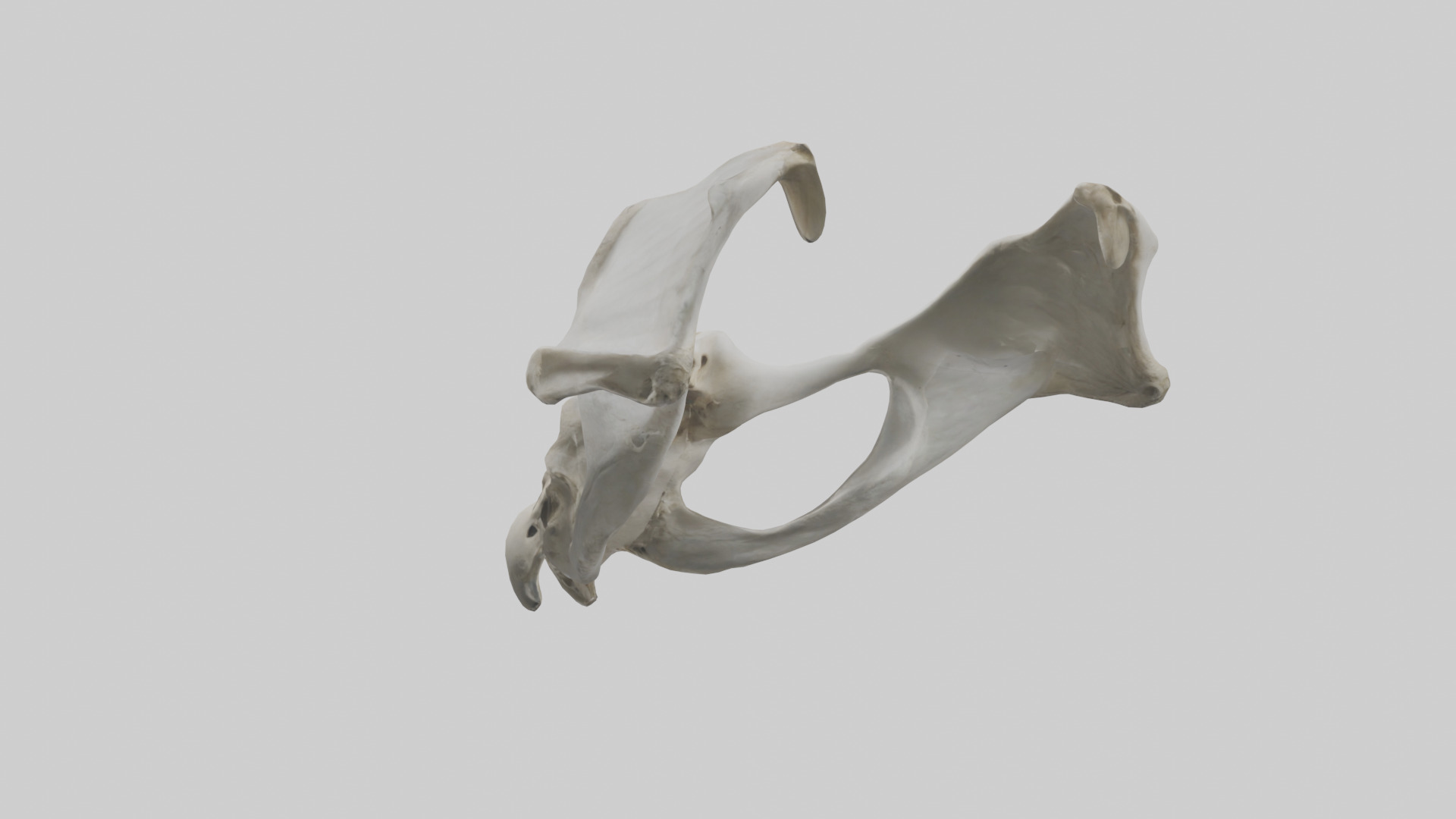 Falcon Pelvis Low-poly 3D model_1