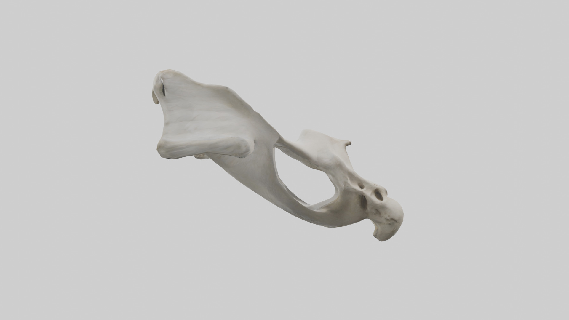 Falcon Pelvis Low-poly 3D model_23