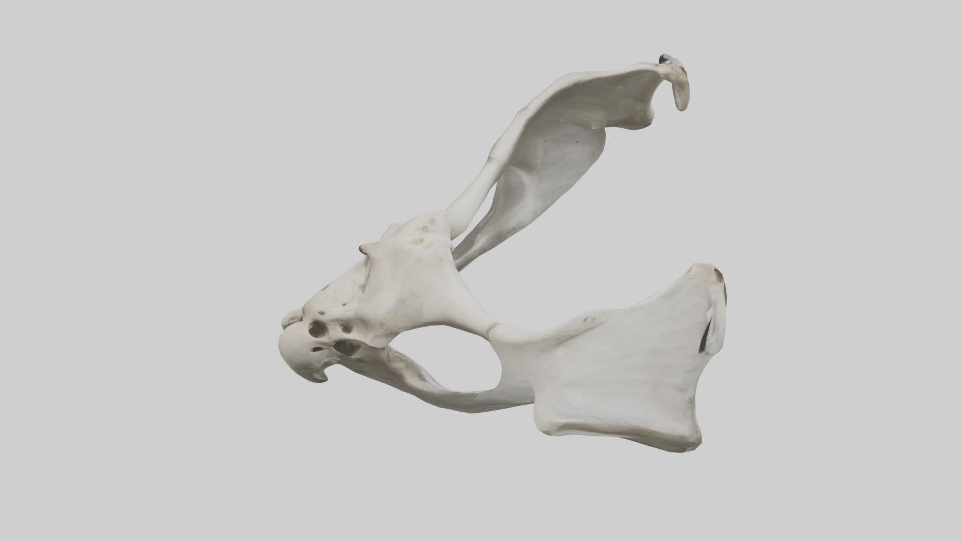 Falcon Pelvis Low-poly 3D model_27