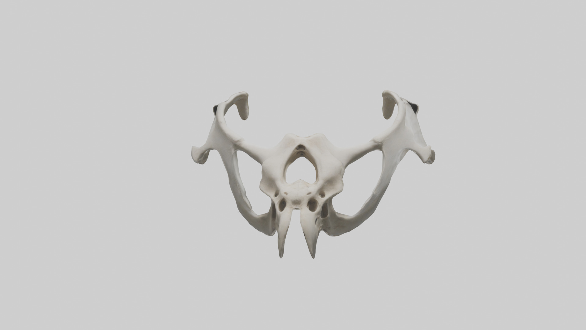 Falcon Pelvis Low-poly 3D model_12