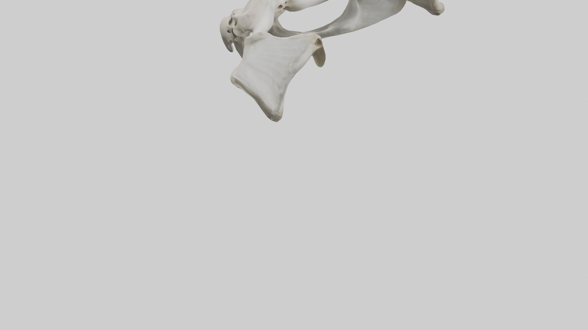 Falcon Pelvis Low-poly 3D model_3