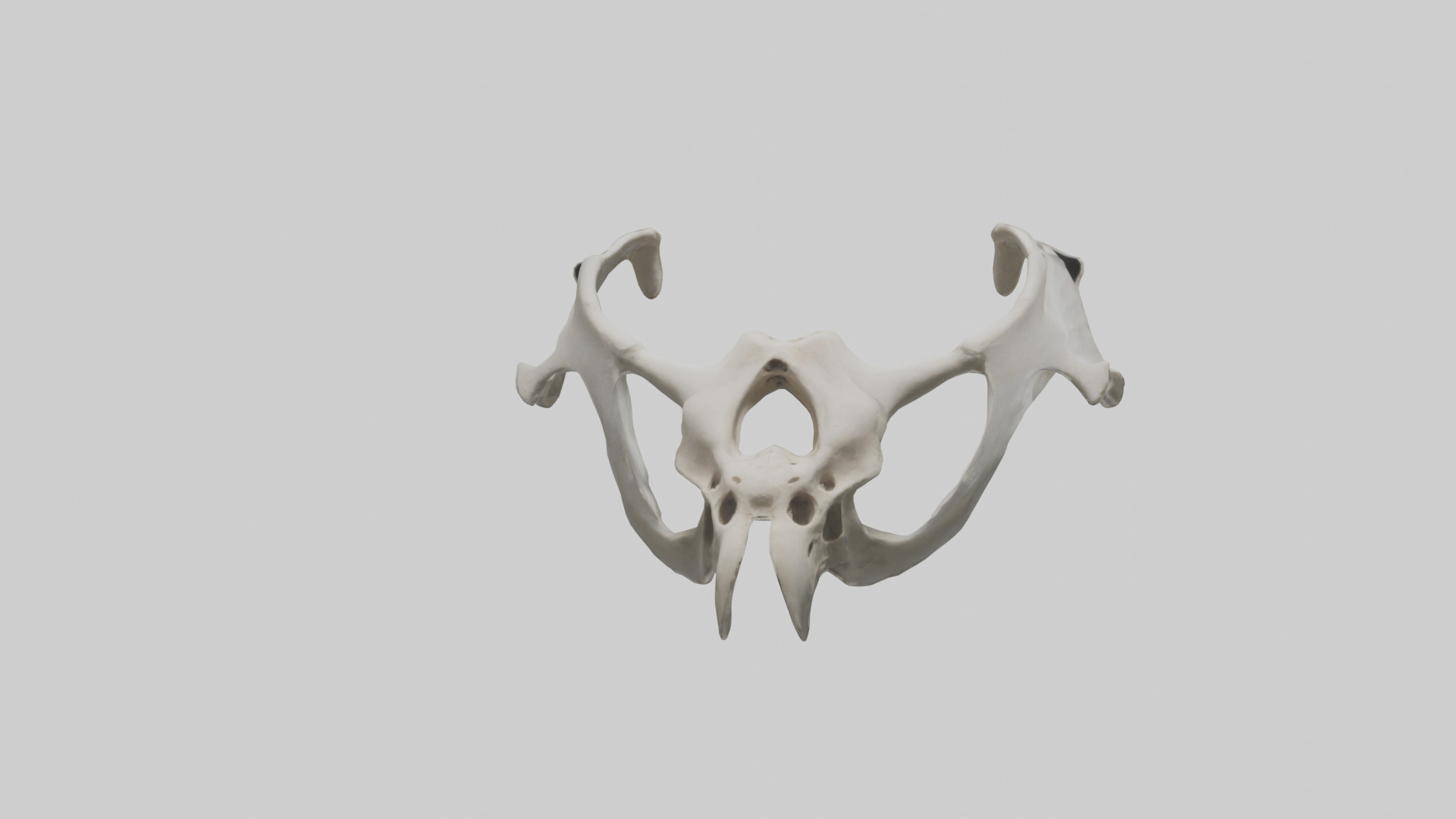 Falcon Pelvis Low-poly 3D model_15