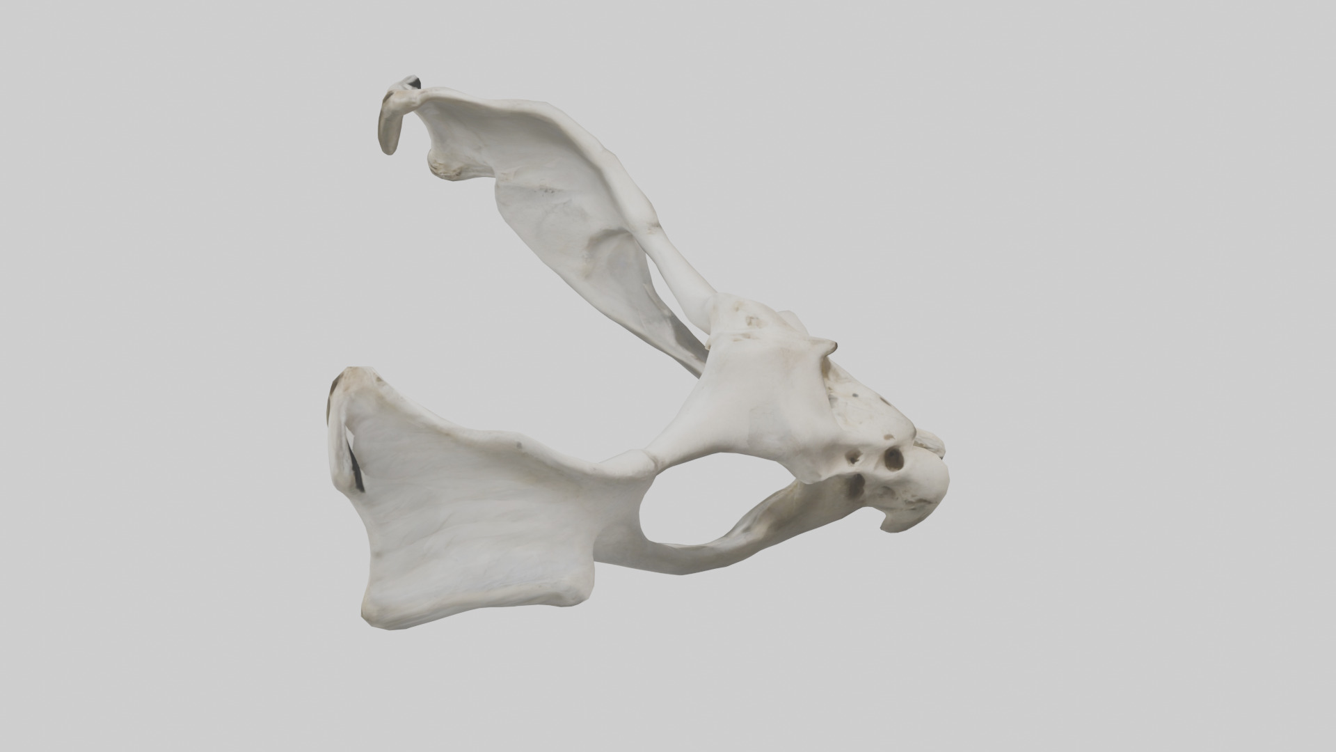 Falcon Pelvis Low-poly 3D model_28