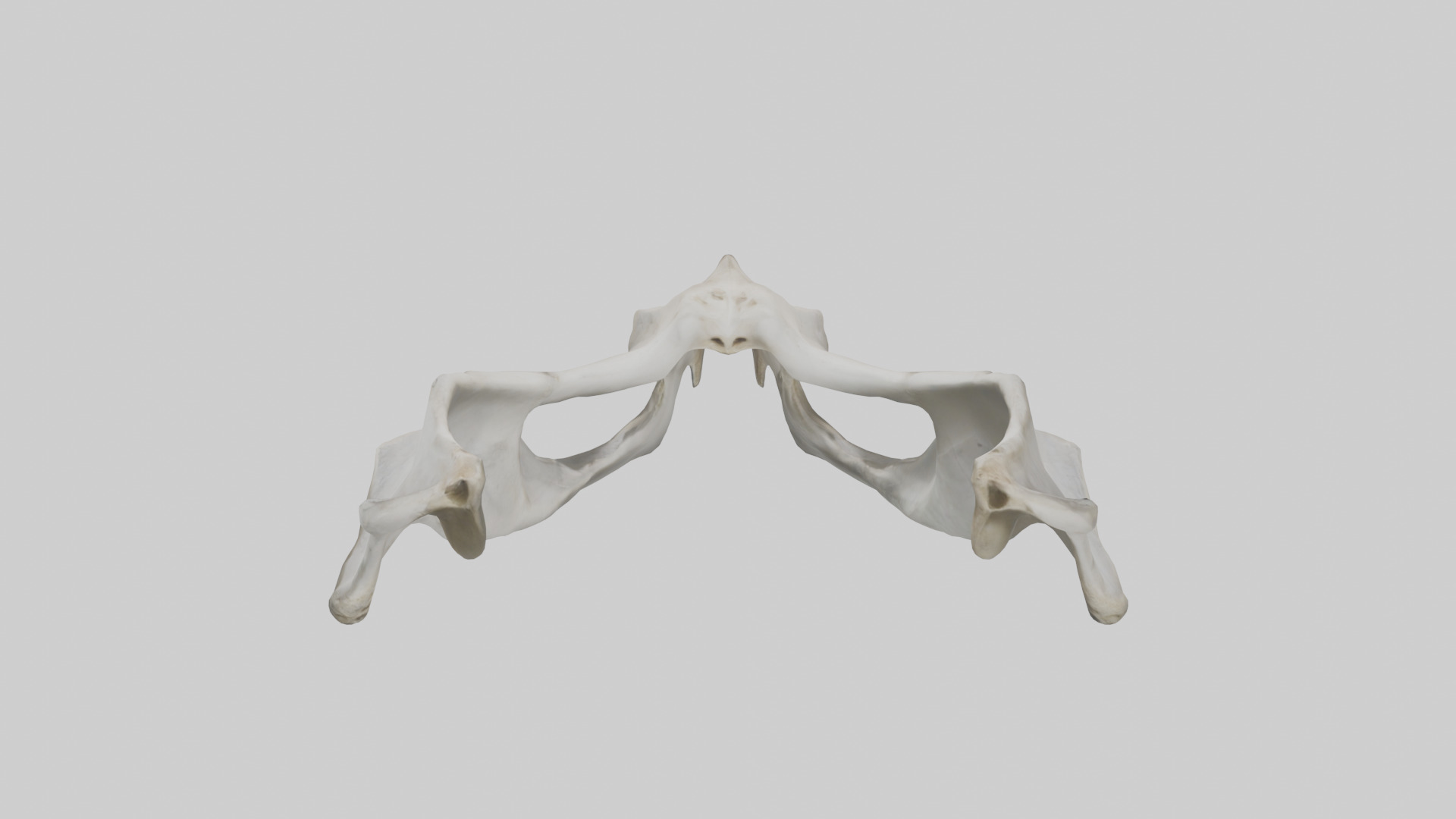 Falcon Pelvis Low-poly 3D model_25