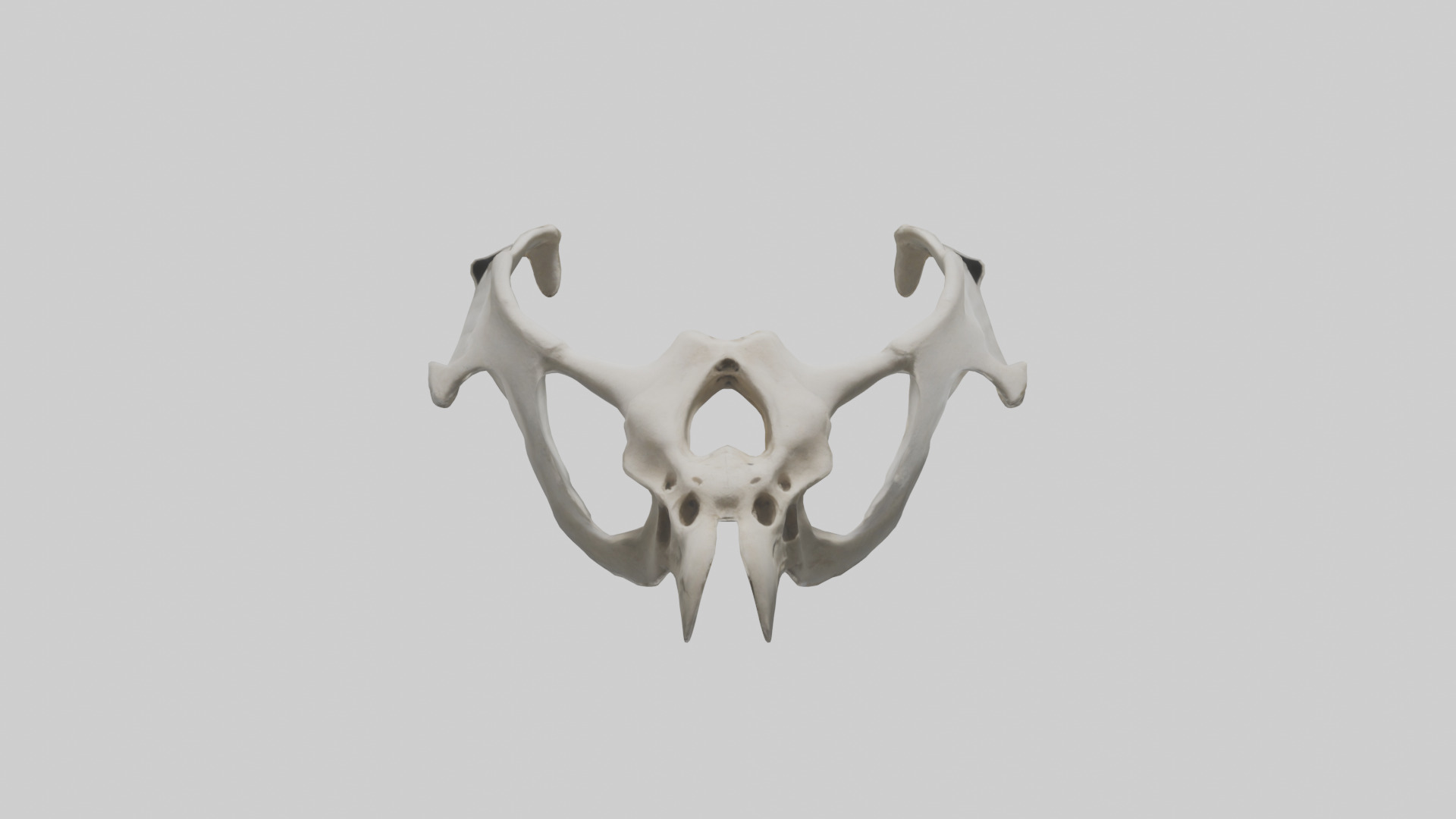 Falcon Pelvis Low-poly 3D model_10