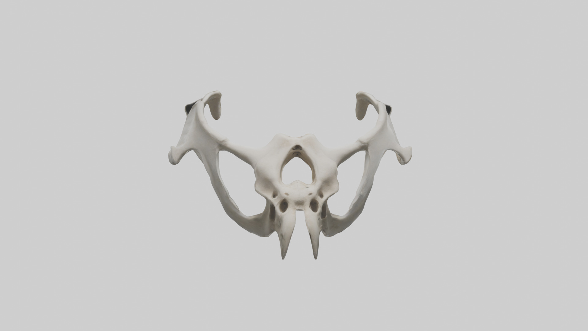 Falcon Pelvis Low-poly 3D model_19