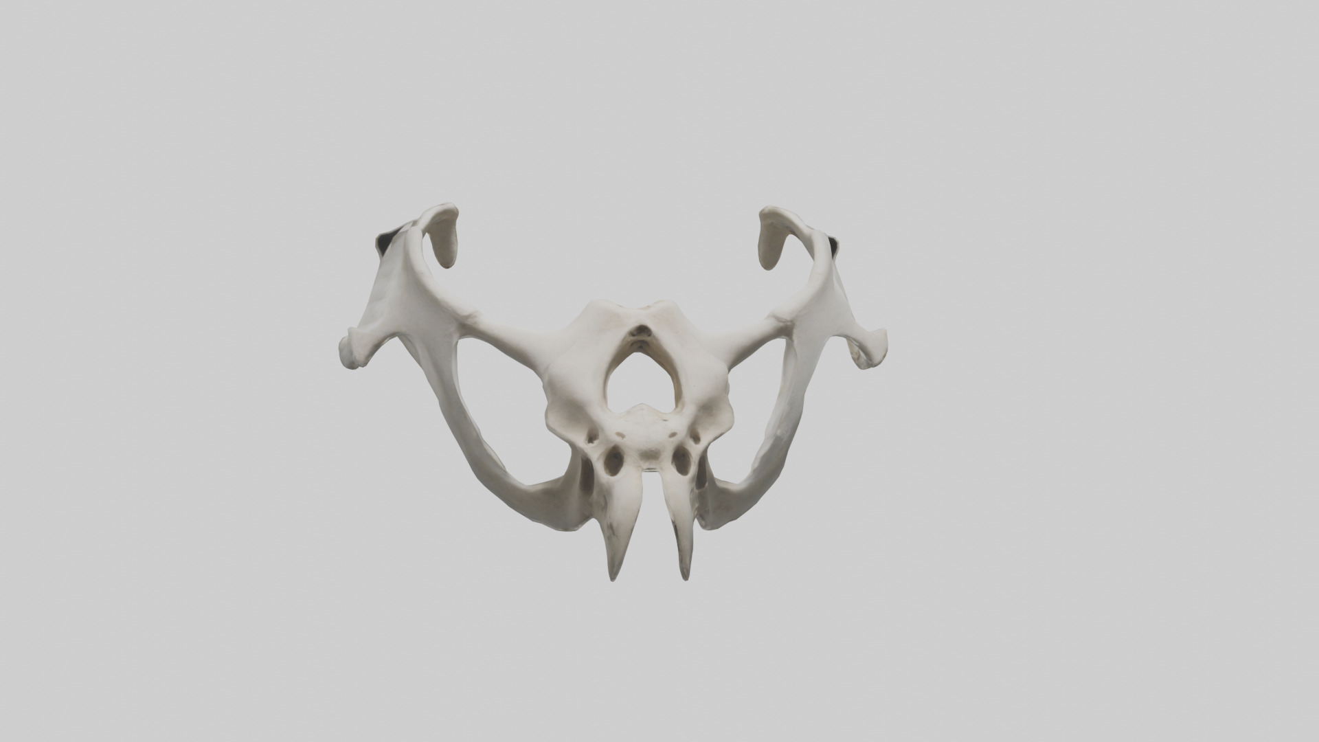 Falcon Pelvis Low-poly 3D model_17