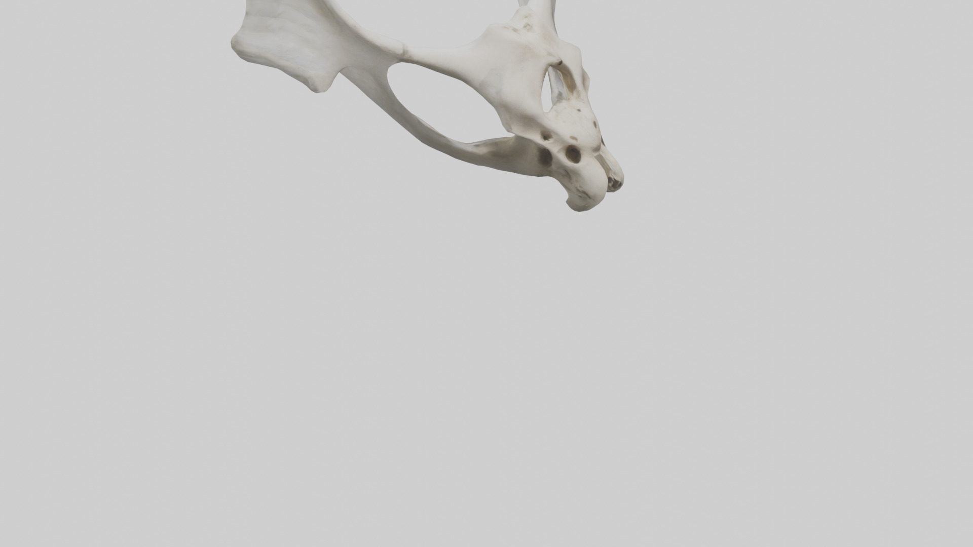 Falcon Pelvis Low-poly 3D model_6