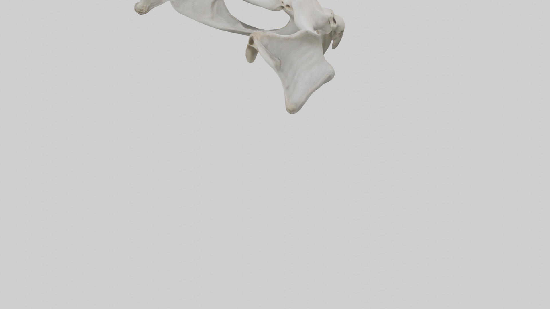 Falcon Pelvis Low-poly 3D model_4
