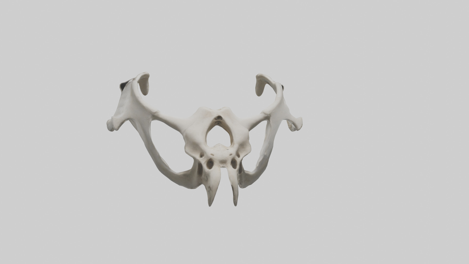 Falcon Pelvis Low-poly 3D model_20