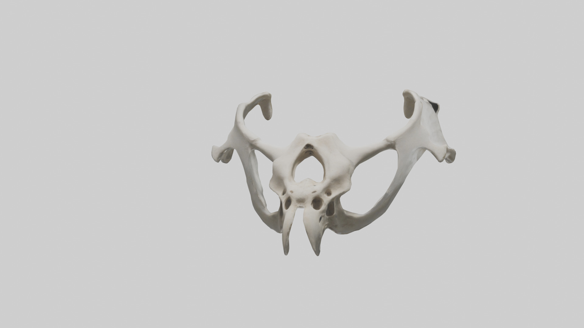 Falcon Pelvis Low-poly 3D model_13