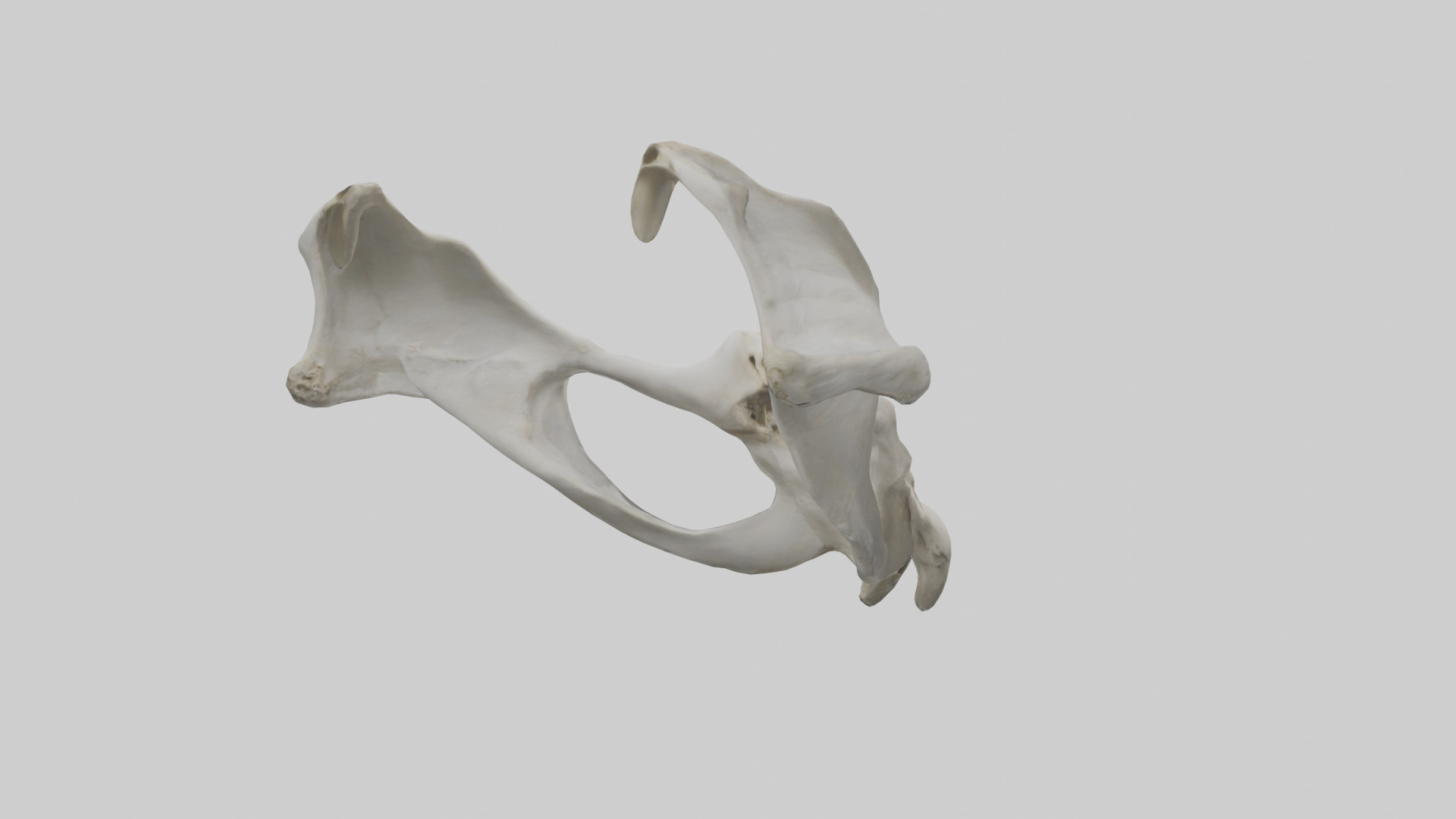 Falcon Pelvis Low-poly 3D model_2
