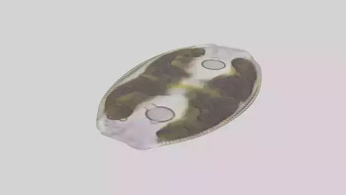 Oval Diatom 3D model