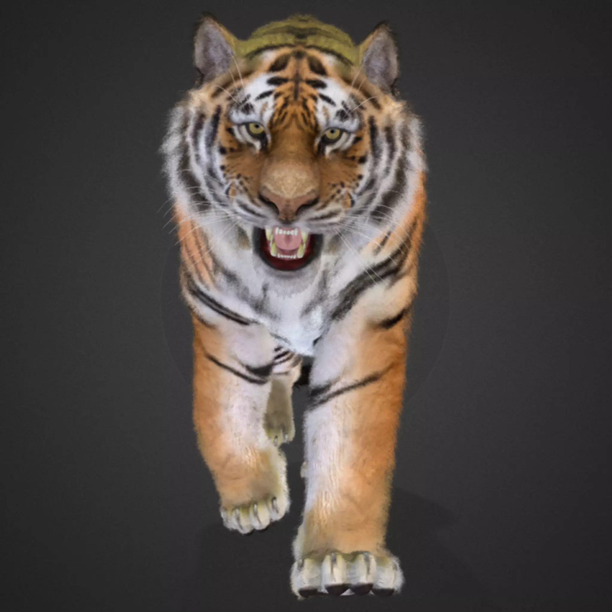 Tiger Realistic Animated 3D model_0