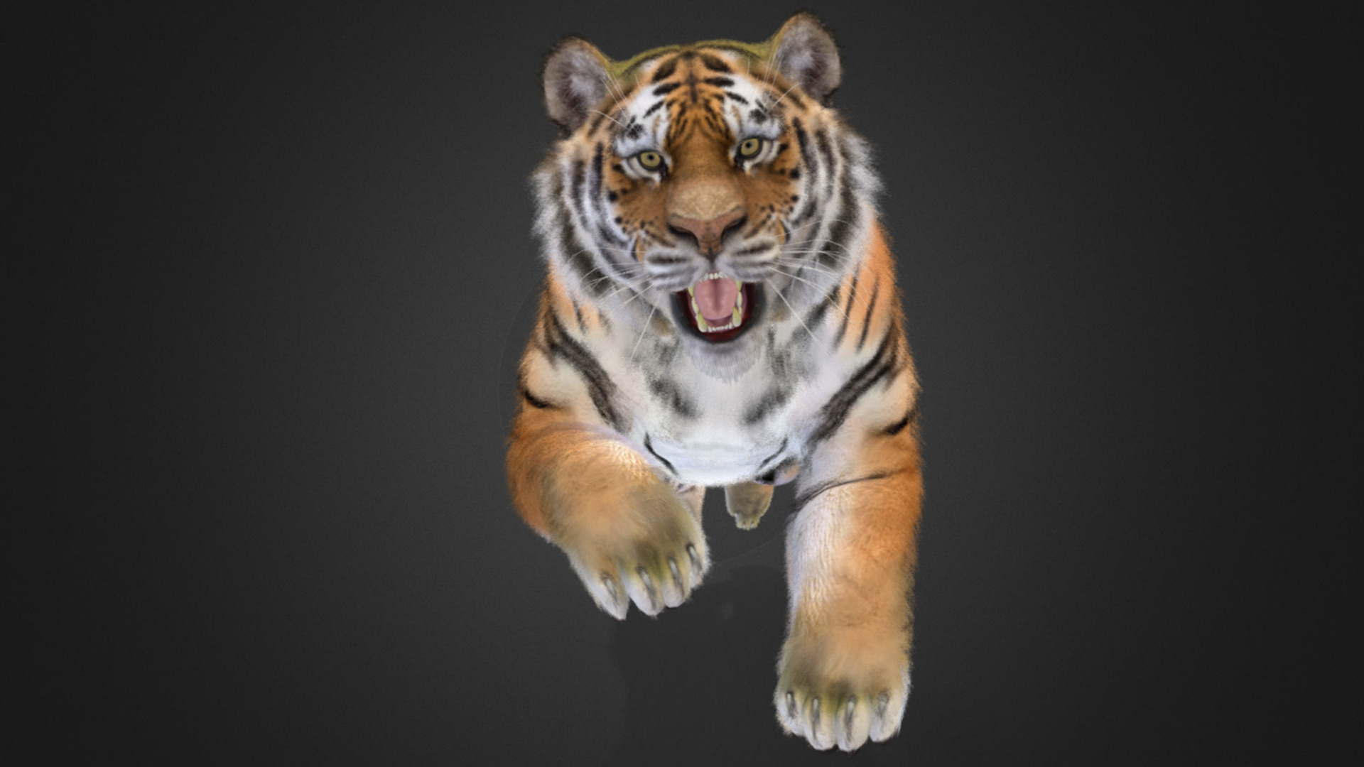 Tiger Realistic Animated 3D model_5