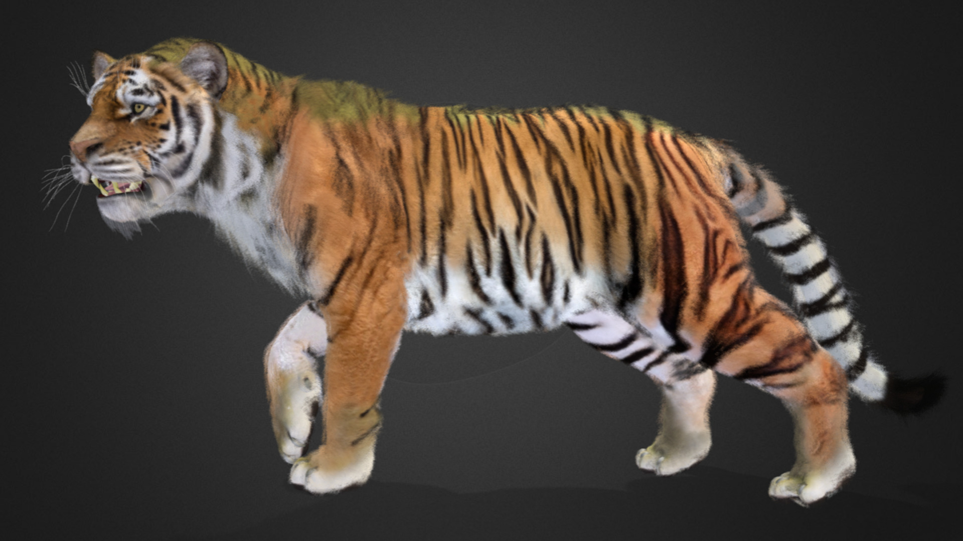 Tiger Realistic Animated 3D model_2