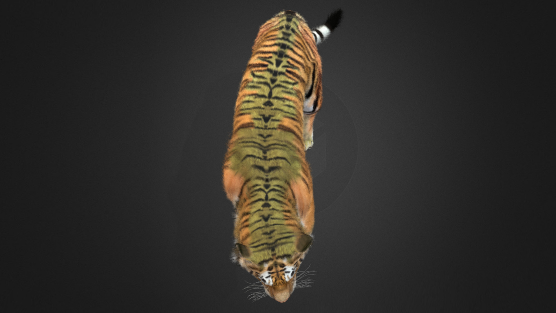 Tiger Realistic Animated 3D model_9