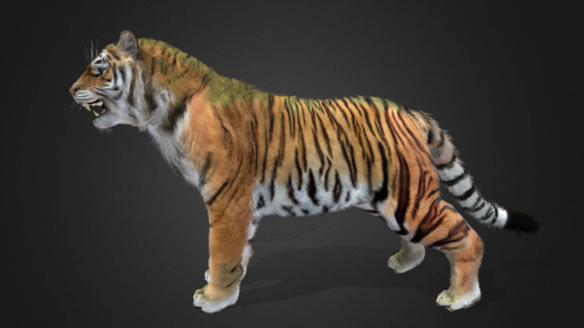 Tiger Realistic Animated 3D model_7