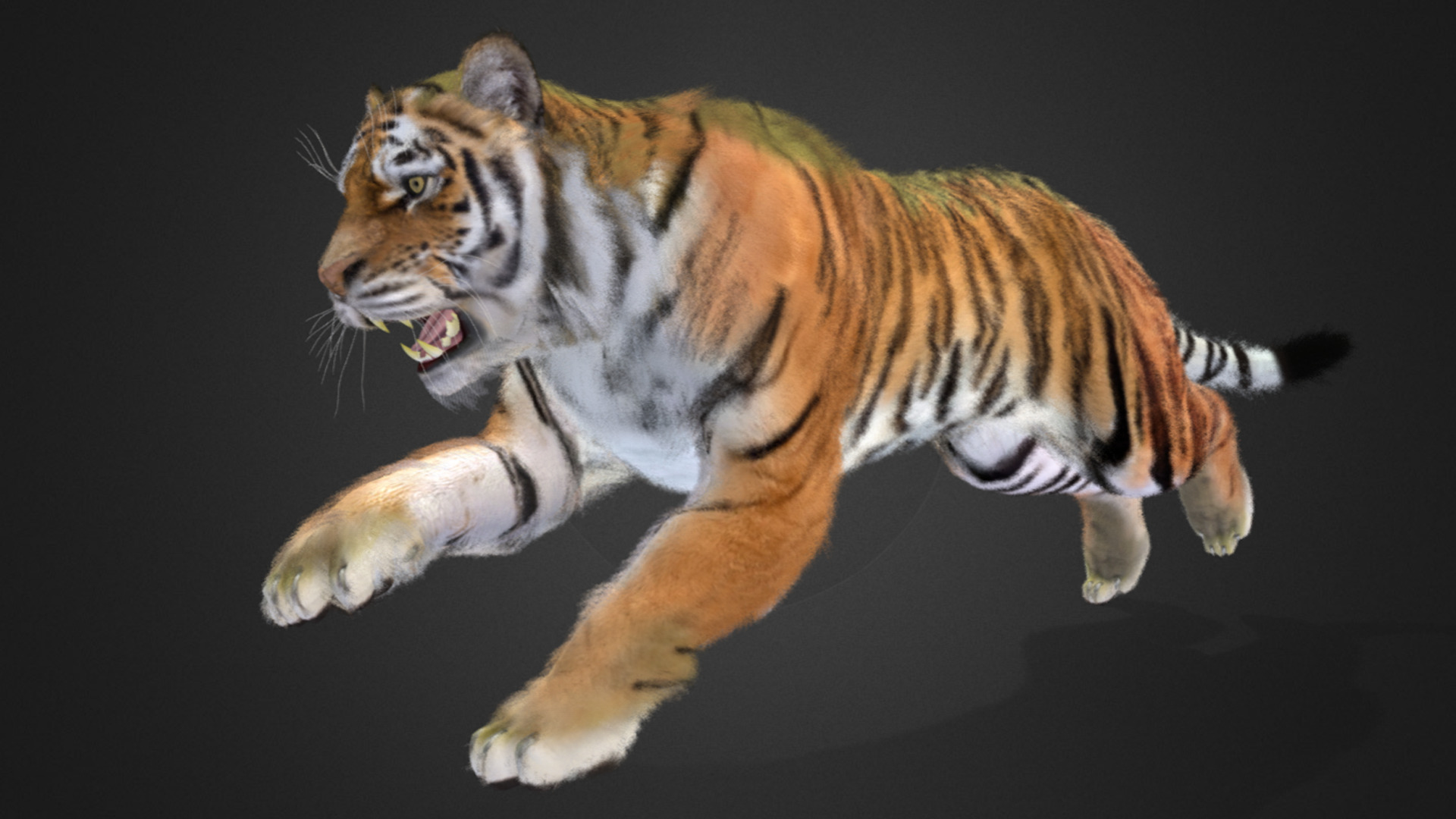 Tiger Realistic Animated 3D model_3