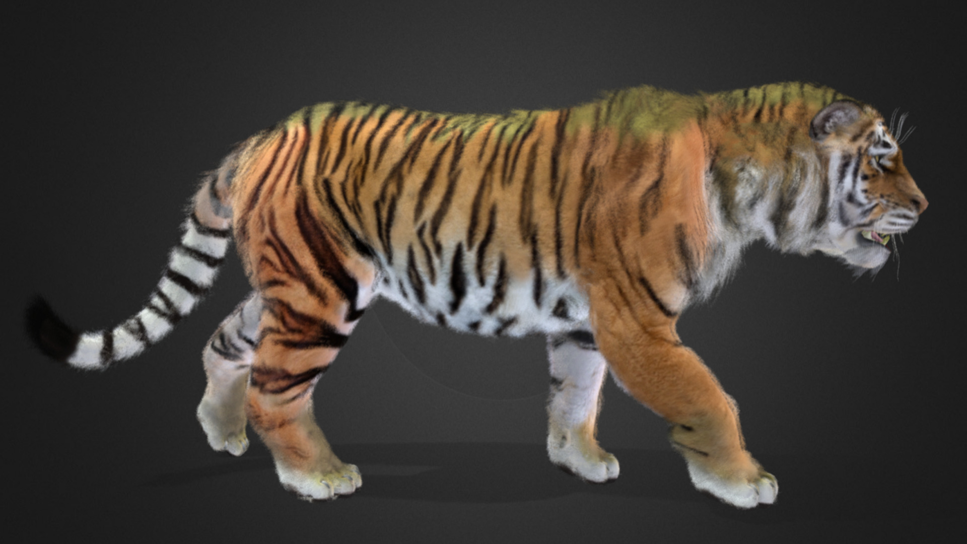 Tiger Realistic Animated 3D model_8