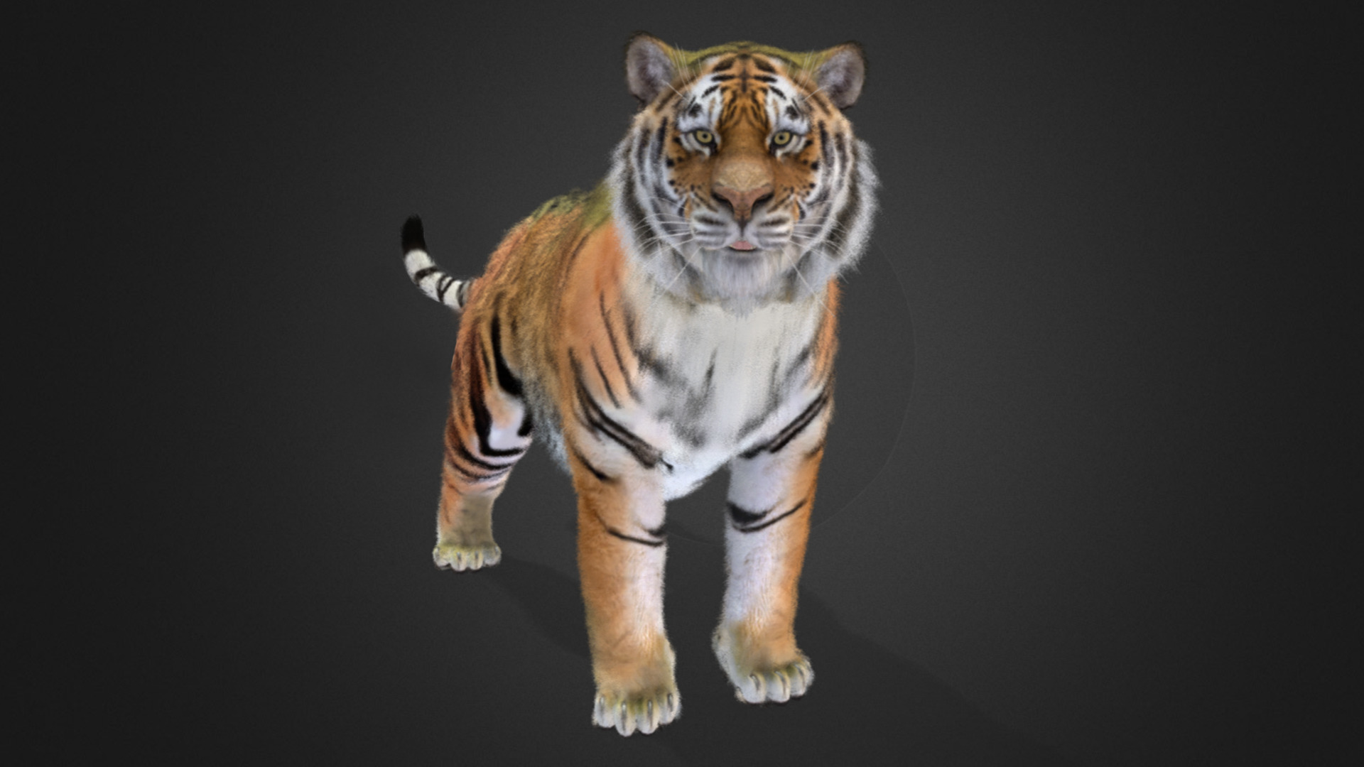 Tiger Realistic Animated 3D model_6