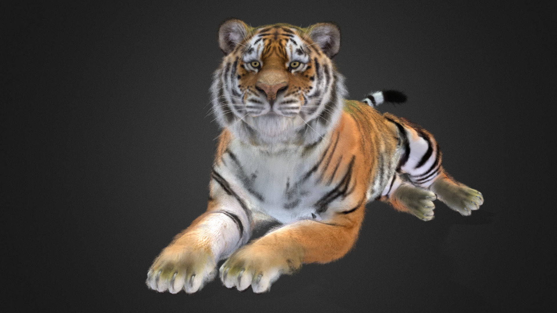 Tiger Realistic Animated 3D model_4