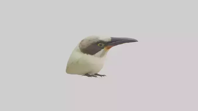 Finch Beak Model