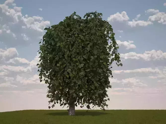 Morus Alba White berry