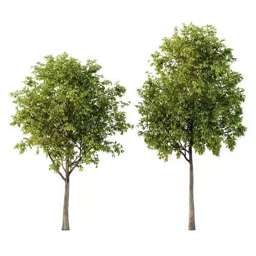 Prunus pseudocerasus Fruit Tree 02