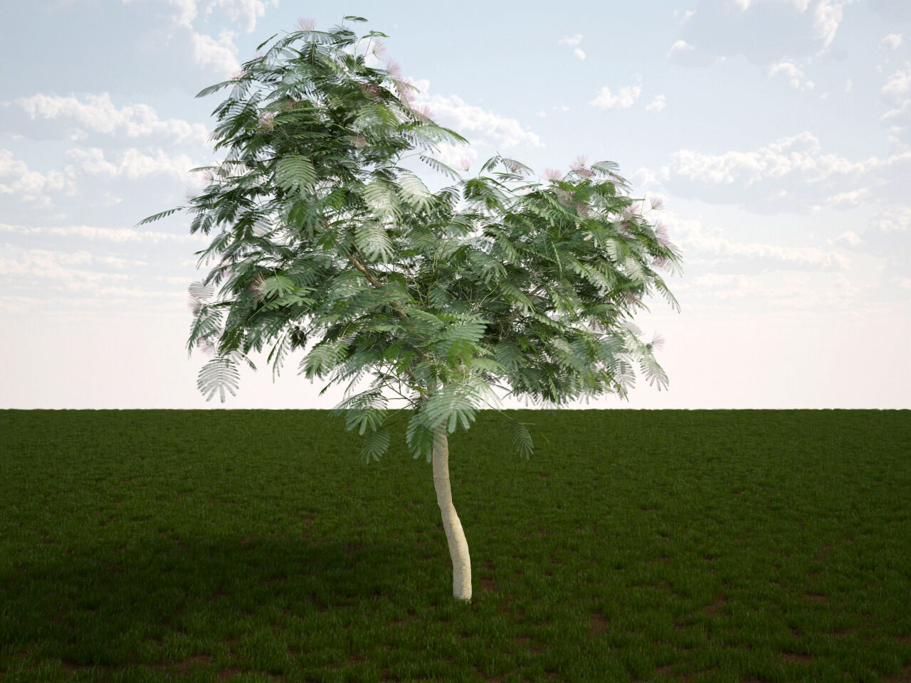 Albizia julibrissin Persian silk tree pink silk tree 3D model_4