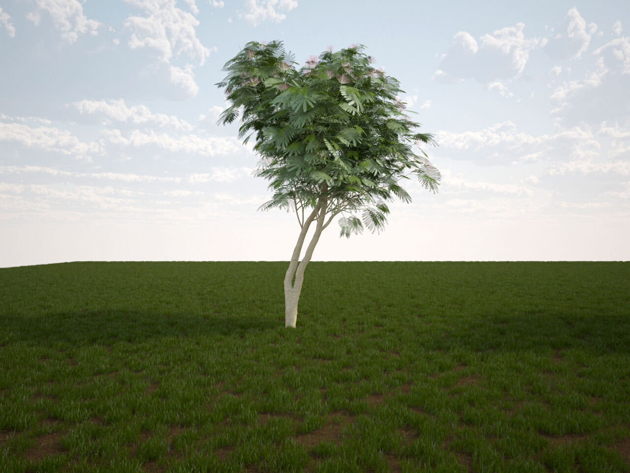 Albizia julibrissin Persian silk tree pink silk tree 3D model_1