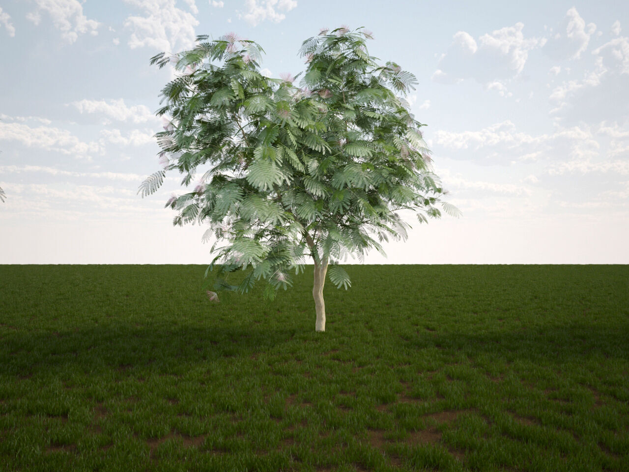 Albizia julibrissin Persian silk tree pink silk tree 3D model_2