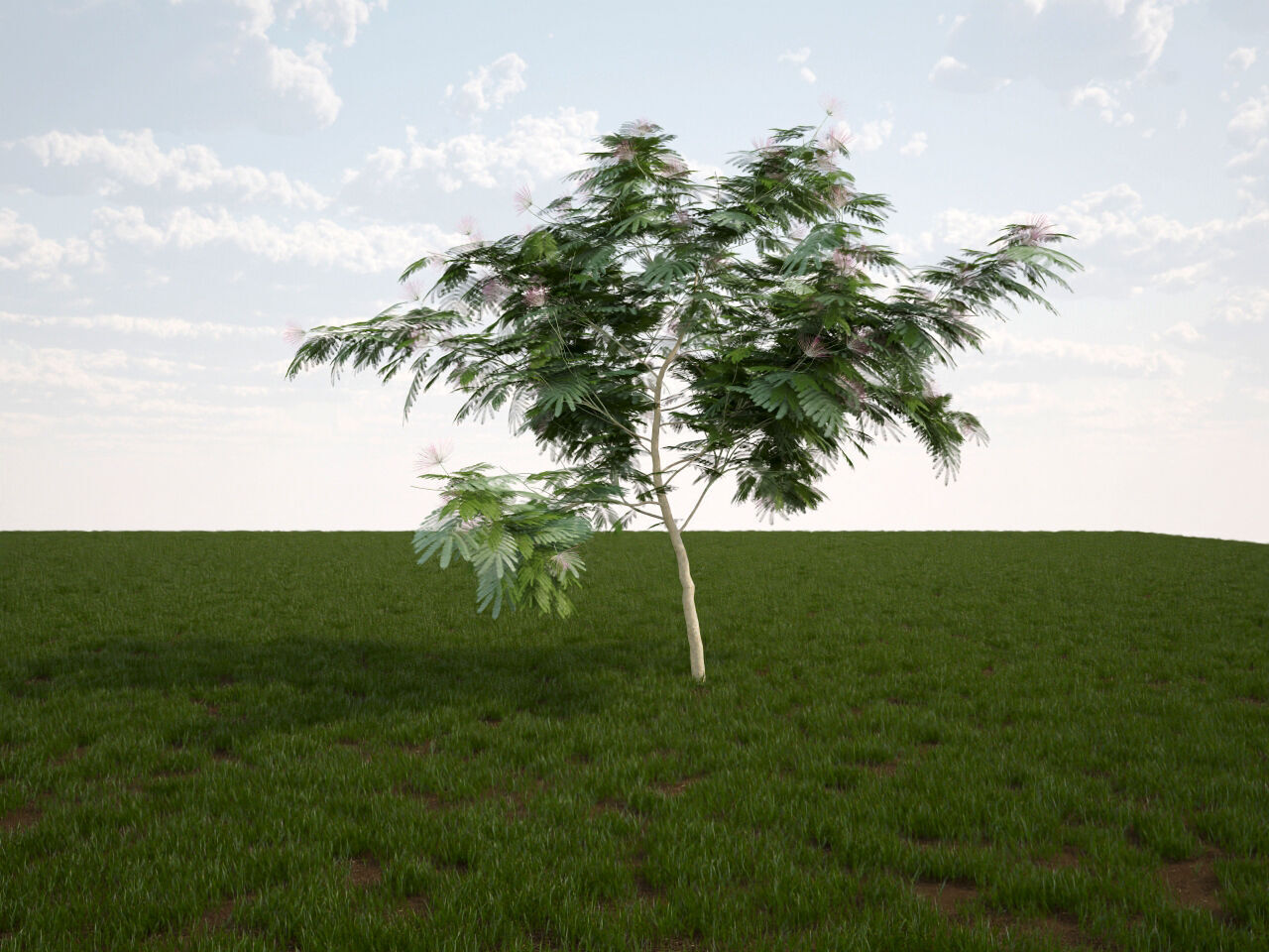 Albizia julibrissin Persian silk tree pink silk tree 3D model_5