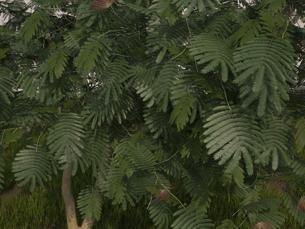 Albizia julibrissin Persian silk tree pink silk tree 3D model_6