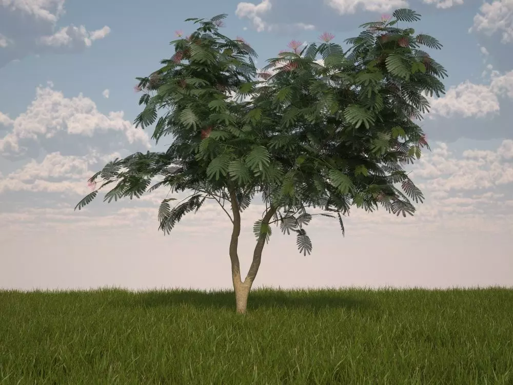 Albizia julibrissin Persian silk tree pink silk tree 3D model_0